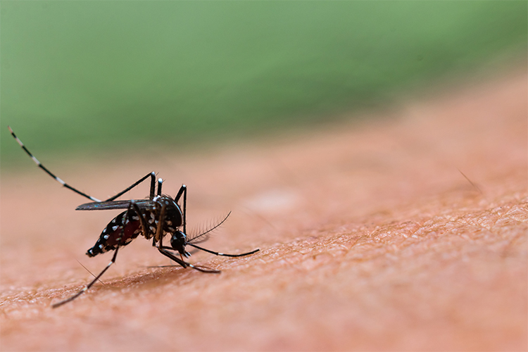 डेंगू बुखार डेनवी वायरस के कारण होता है।