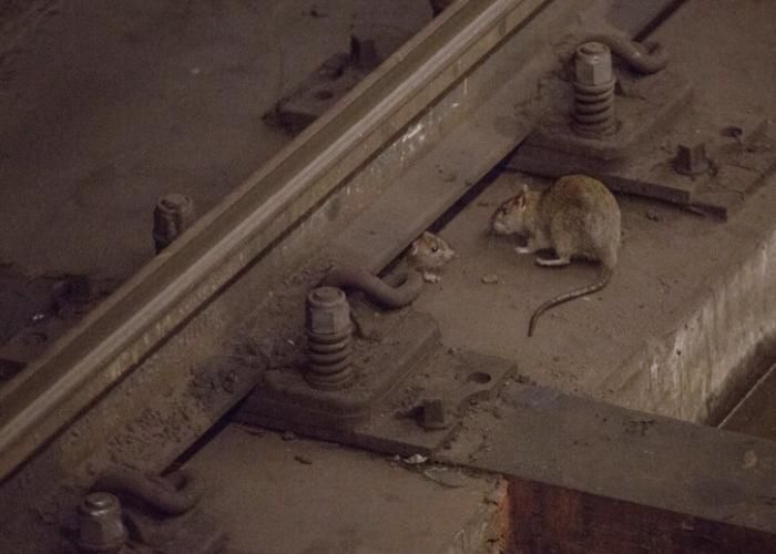 भोजन की तलाश में चूहे रेलवे के कार्यालयों में पहुंचकर नुकसान पहुंचा रहे है।