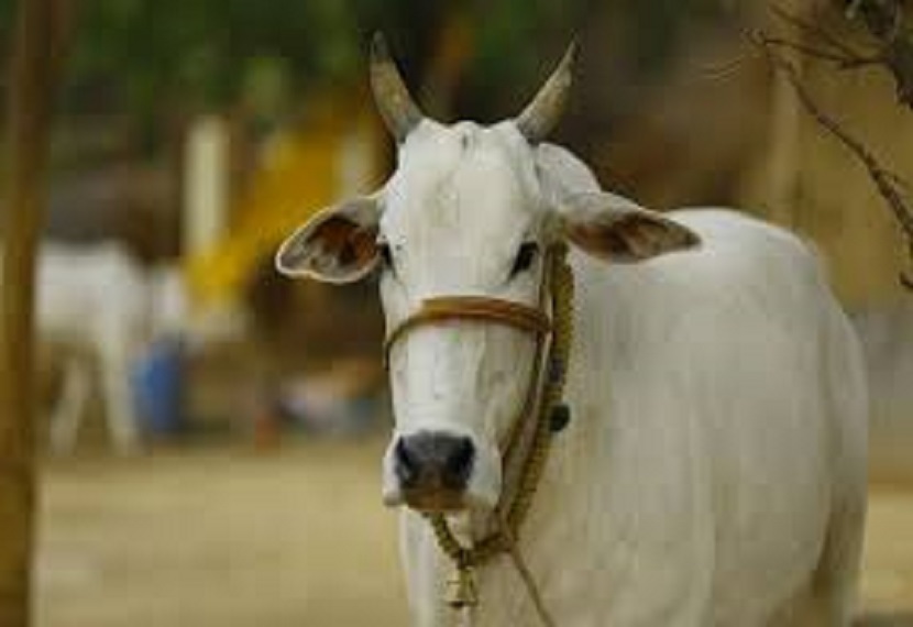 निराश्रित गायों को पकड़कर गौशालाओं में रखा जाएगा, गाय  को किसानों  दी जाएंगी।