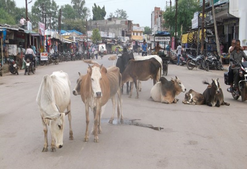 उत्तर प्रदेश सरकार आवरा घुमने वाले मवेशियों के लिए गौशाला का निर्माण करा रही है, लेकिन यह पर्याप्त नहीं है।