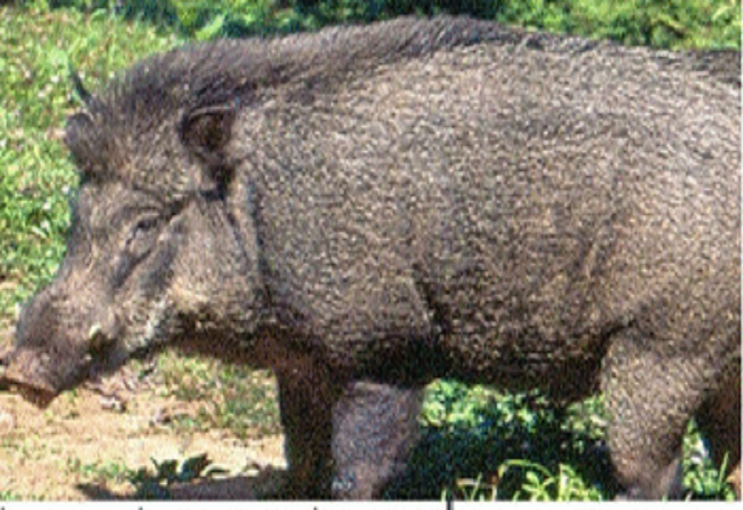 घायल बच्चे को परिजन इलाज के लिए  हायर सेंटर लेकर जा रहा थे रास्ते में उसकी मौत हो गई।