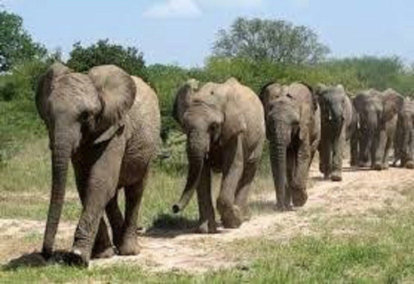 ग्रामीणों ने बताया कि पिछले 2 दिनों से हाथियों का झुंड क्षेत्र में घूम रहा है, जिनकी संख्या करीब 6 से 7 है।