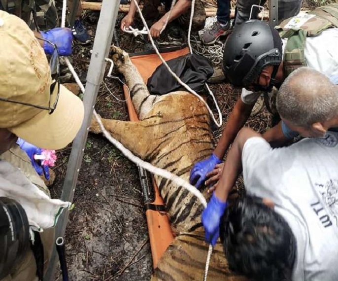 बरेली की रबर फैक्ट्री  में सेंसर कैमरों से रोजाना बाघिन की निगरानी हो थी। - फोटो सोशल मीडिया से