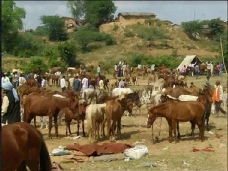 एक रिपोर्ट के अनुसार देश में गधों की जनसंख्या तेजी से घट रहीं है।